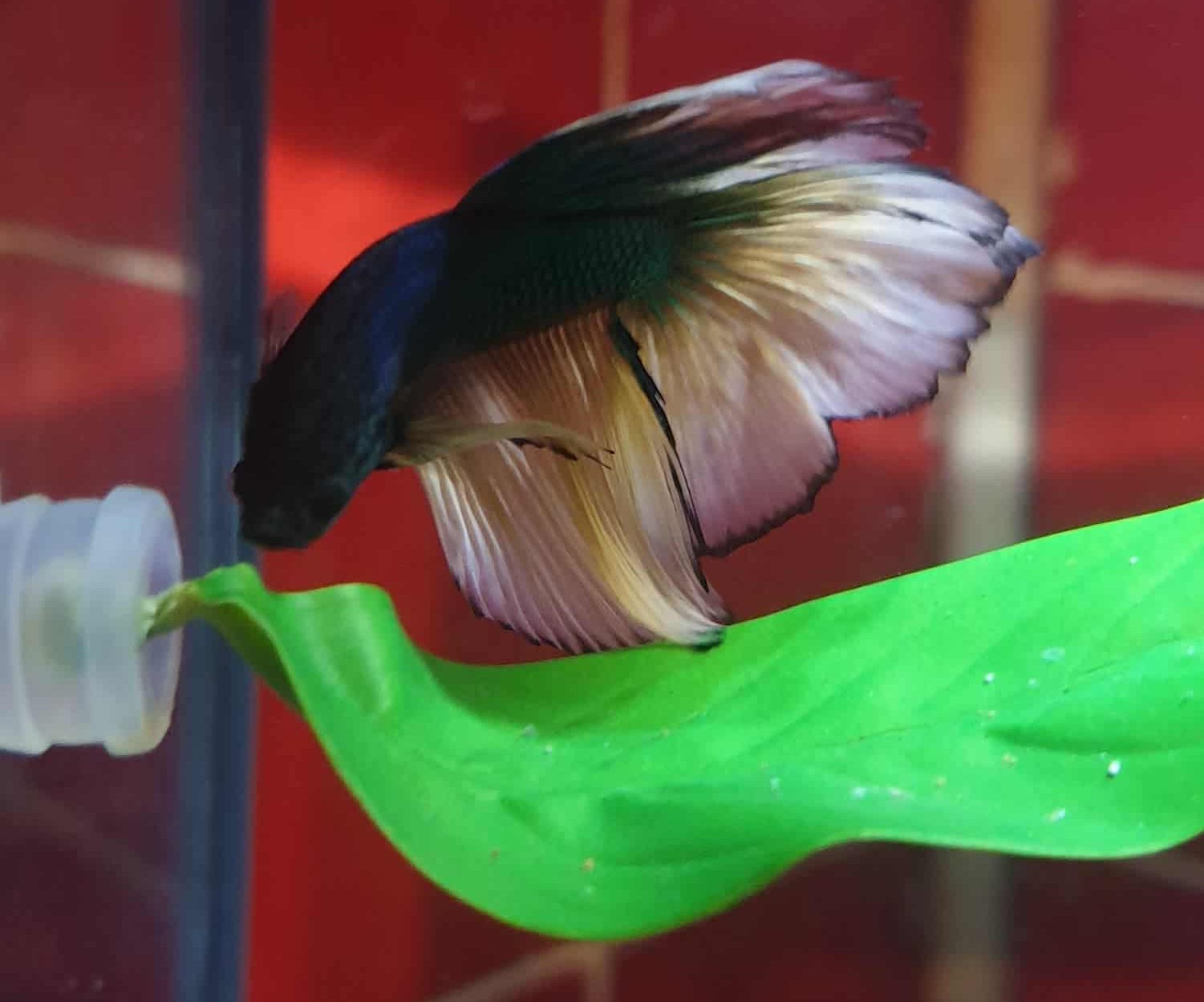 Betta Fish Fin Rot: What to look for?