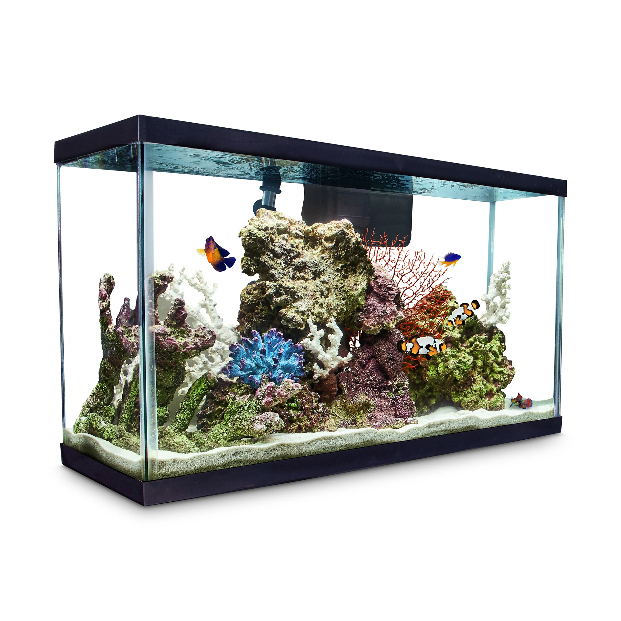 full clean fish tank