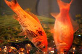two goldfish with ammonia burns