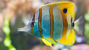 fish with ammonia stress