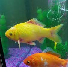 two fish with ammonia poisoning