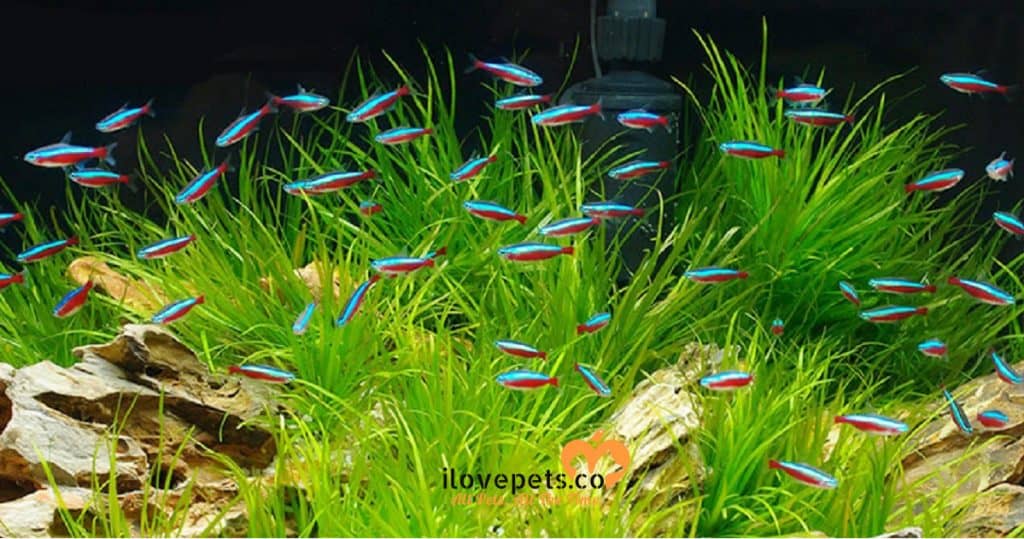 Can Neon Tetras Get Dropsy Tankofish