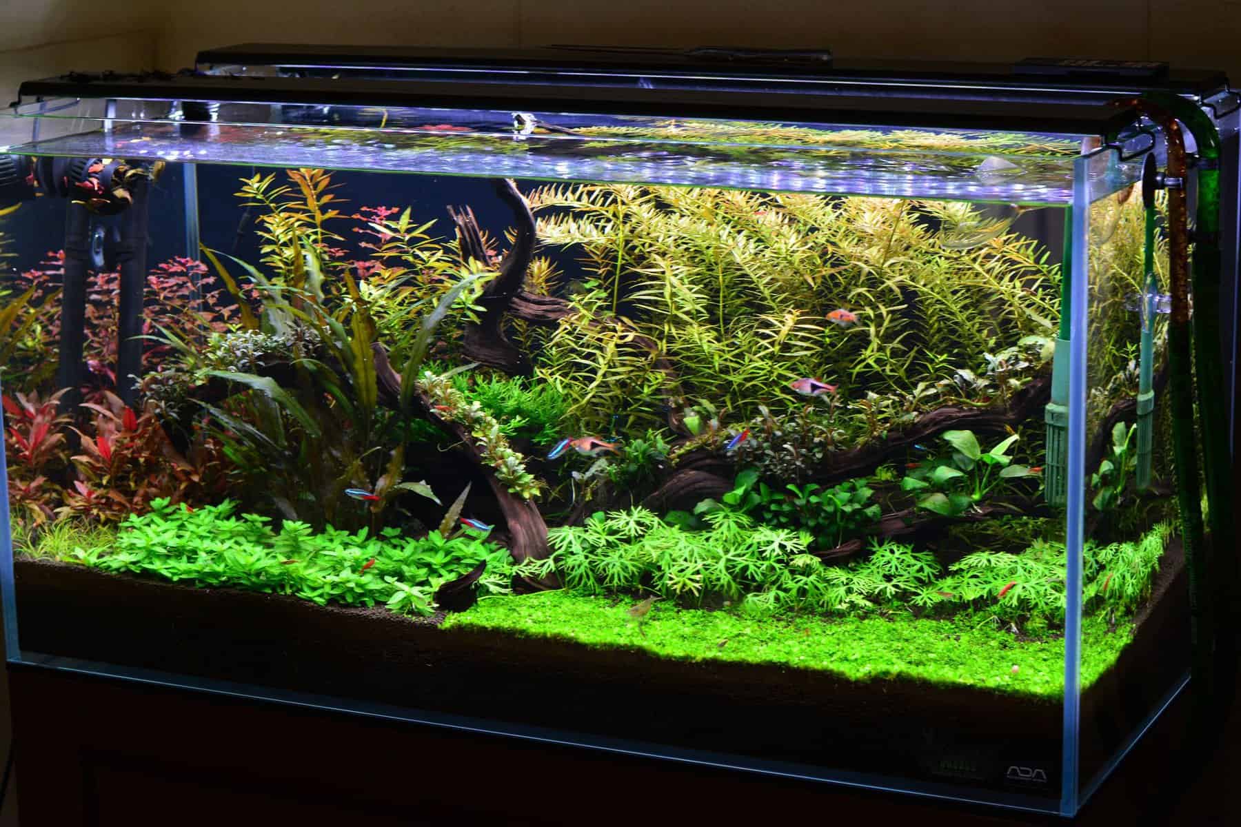 low tech planted aquarium