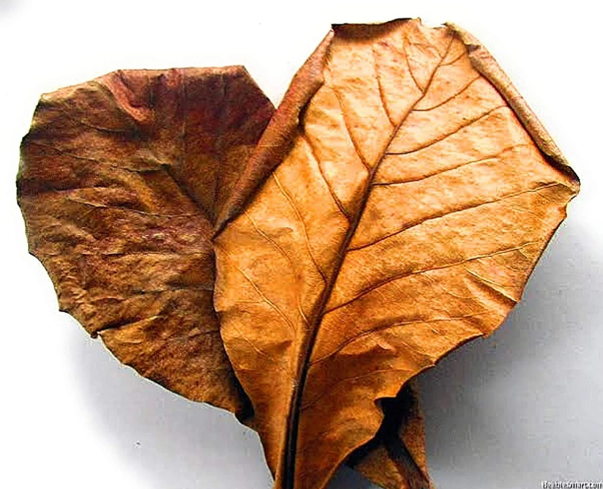 Indian almond leaves