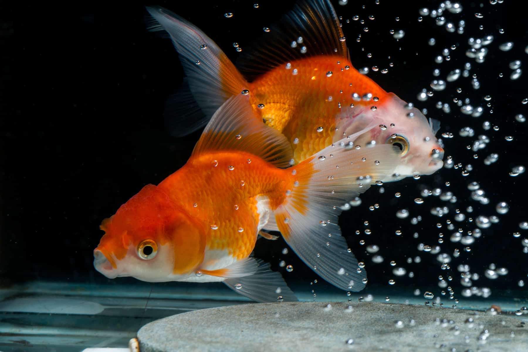 How Do Fish Mate 1 Free & Easy 2 Forever