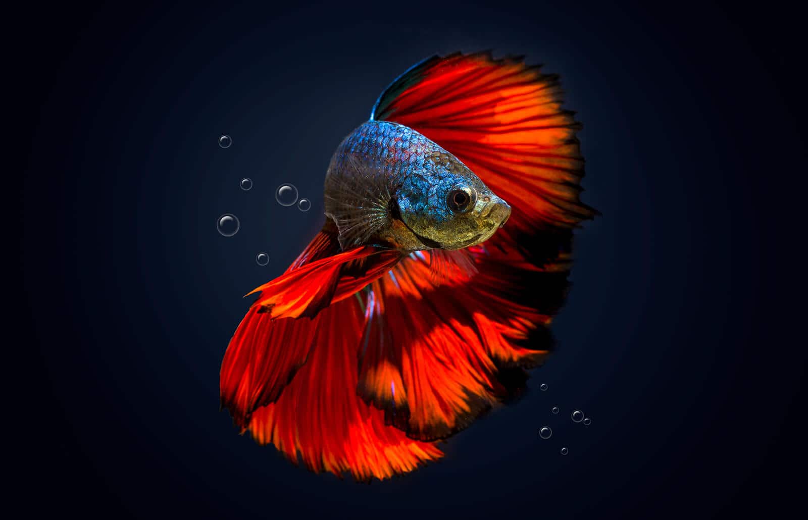 Do betta fish get lonely
