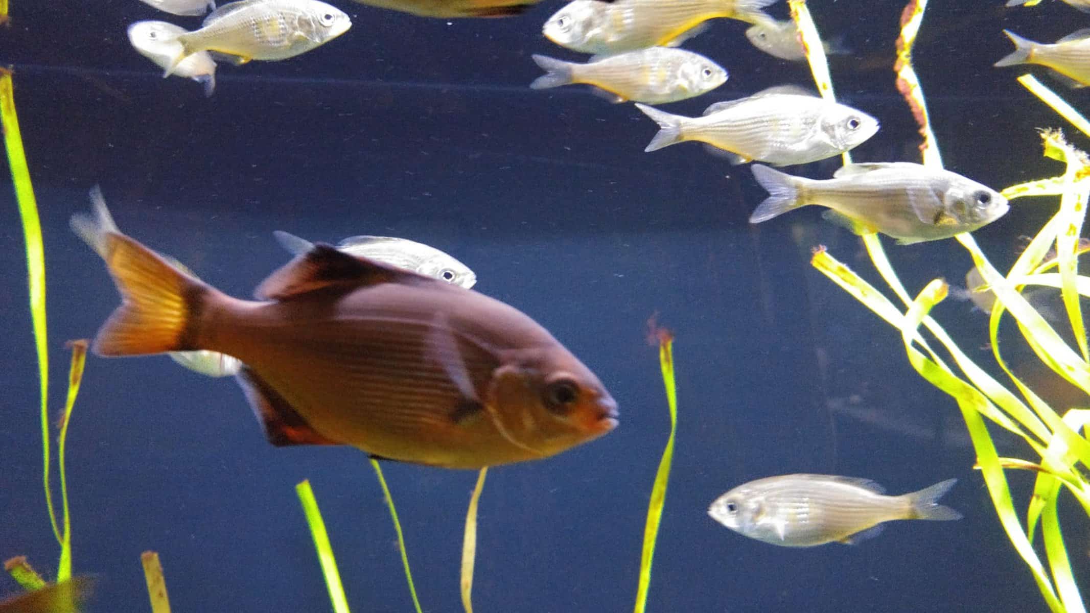 Do fish have internal or external fertilization? Find out in this shocking exposé