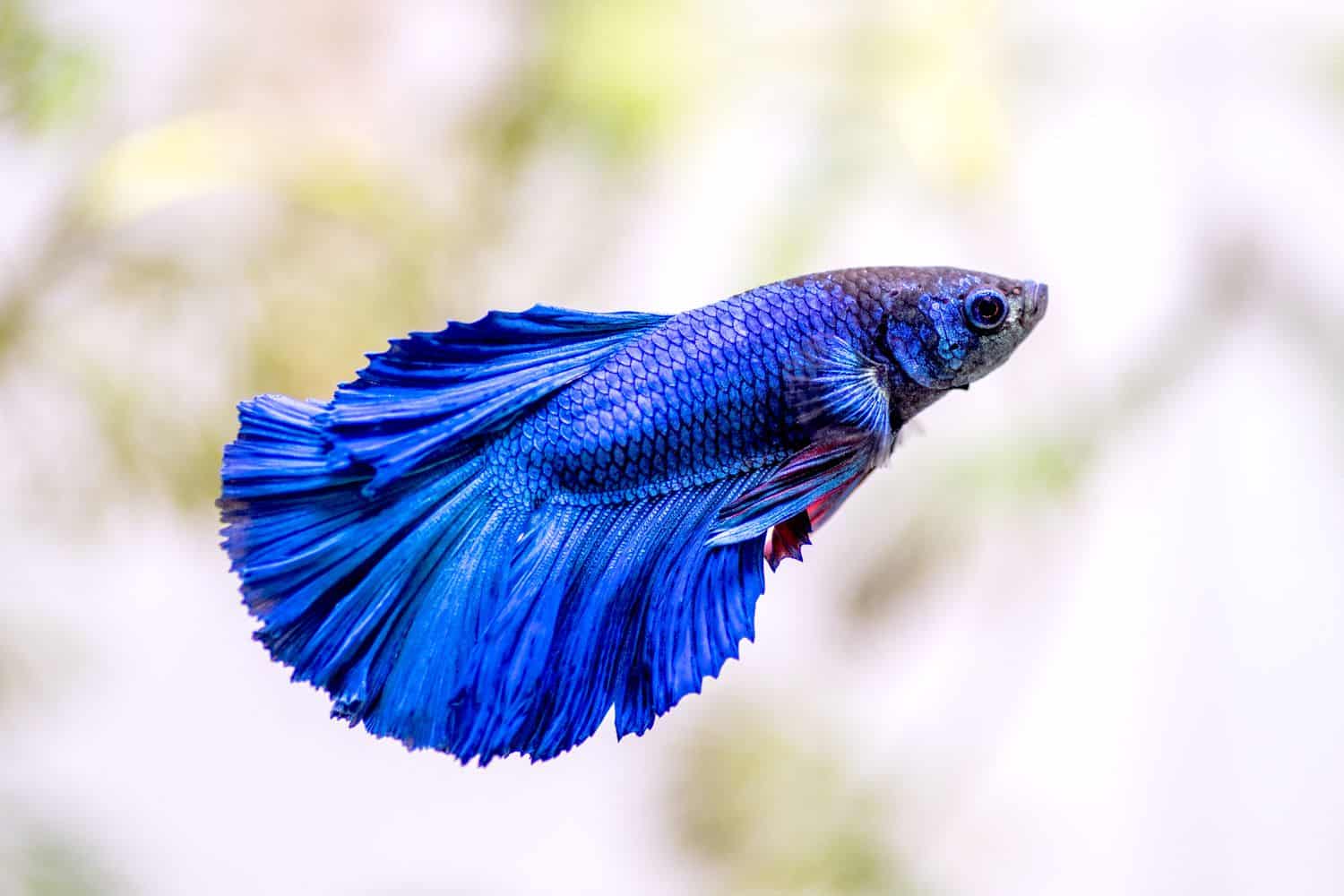 what do betta fish eat?