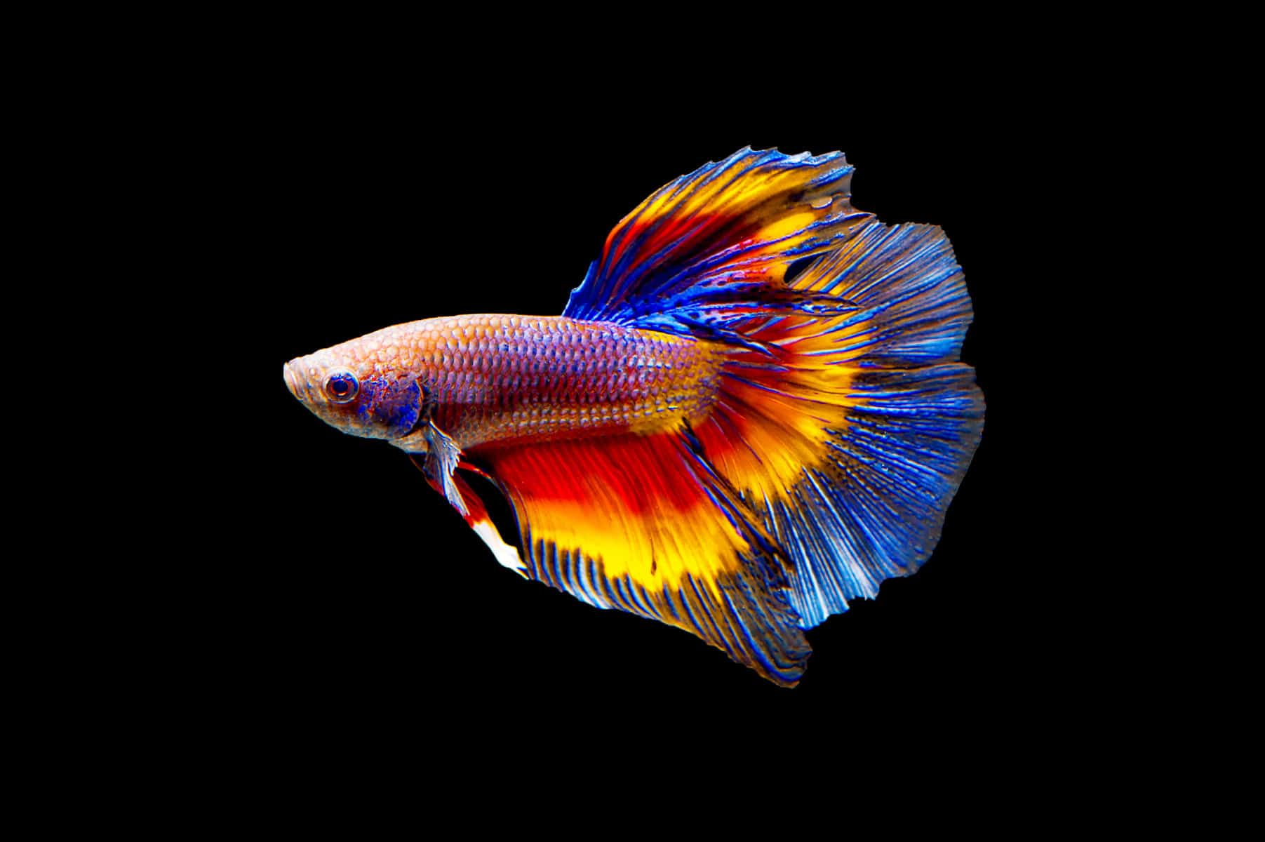 Rare Betta Fish the Top 3 Most Exotic