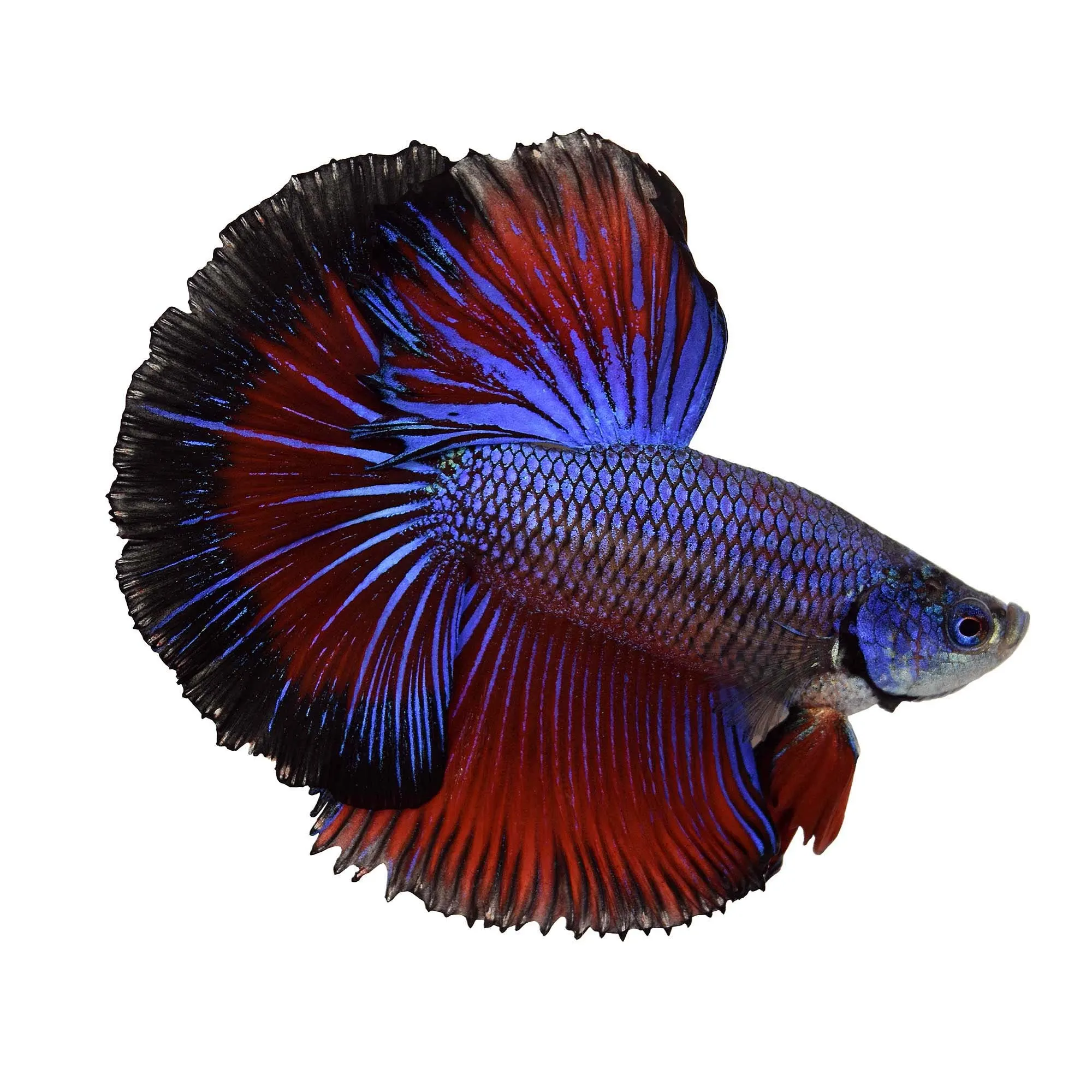 halfmoon betta