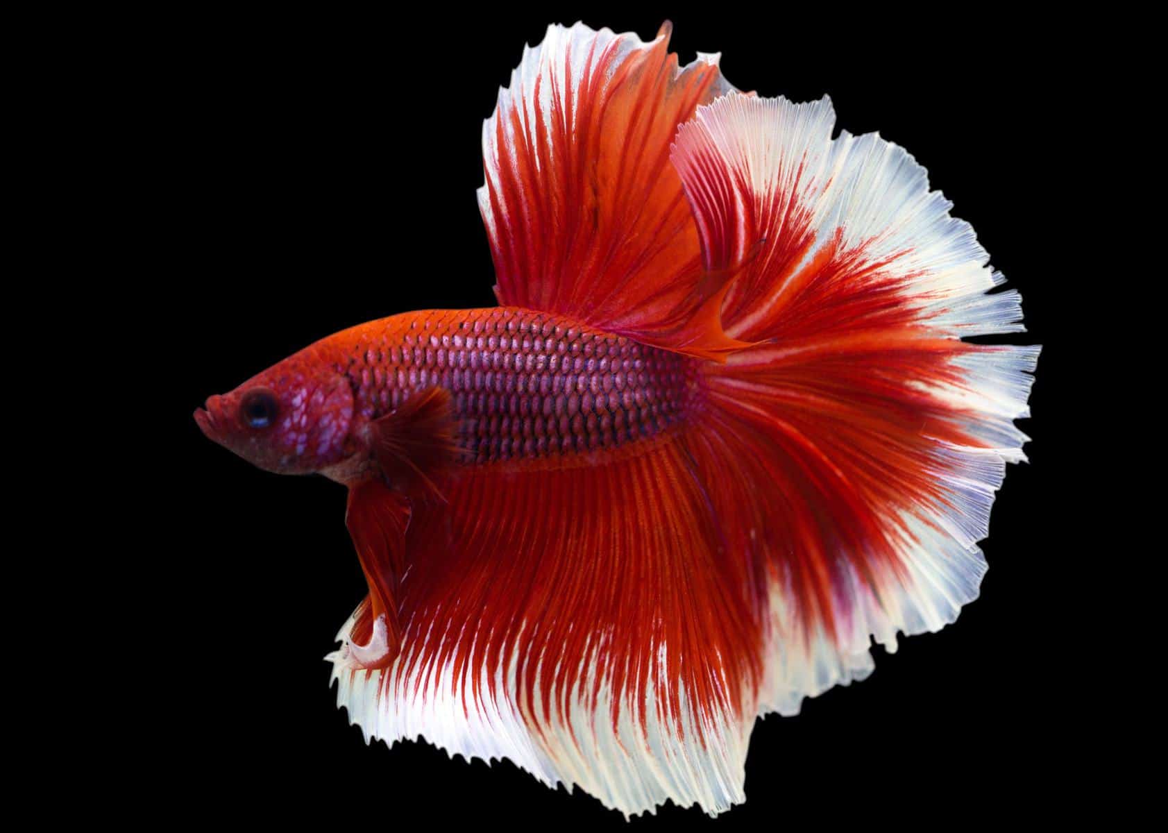Rosetail Betta