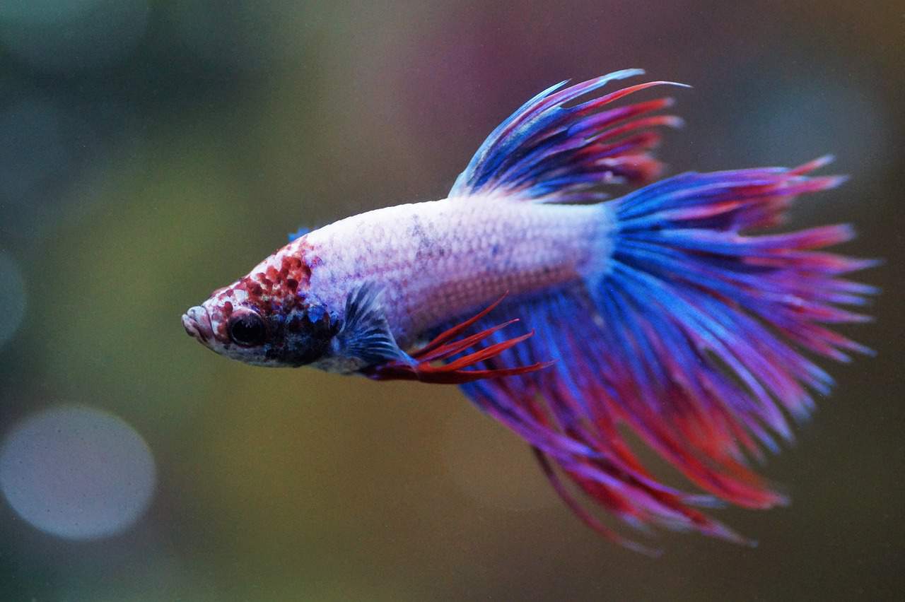10 Amazing Delta Tail Betta Fish You Won’t Believe Exist